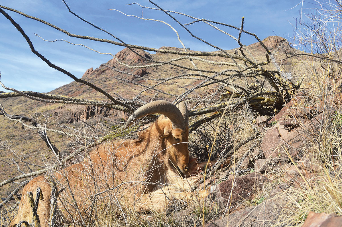 A West Texas aoudad on one of the roughest mountains Wieland’s ever seen. A 100-grain bullet in the heart, at 280 yards, from his custom Mauser 250 Savage, and that was that. However, getting the aoudad off the mountain was an adventure.